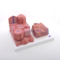 Anatomical Microanatomy Liver Model