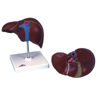 Anatomical Liver with Gall Bladder Model
