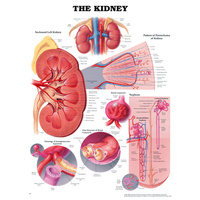 The Kidney (Poster - Soft Lamination)