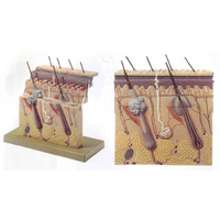 SECTION OF SKIN