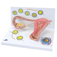 Stages of Fertilization and of the Embryo- 2-times Magnification