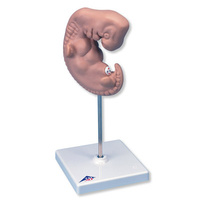 Anatomical Models of Human Embryo