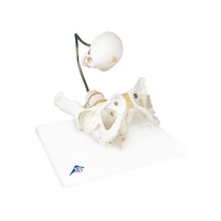 Anatomcal Models about Childbirth Demonstration Pelvis