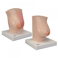 Model of female breast