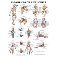 Anatomical Chart- Ligaments of the Joints