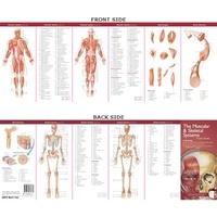 Anatomical Poster Chart- The Muscular & Skeletal Systems Study Guide