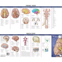 Anatomical Pocket Chart- Anatomy of The Brain Study Guide