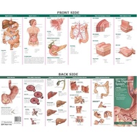 Anatomical Pocket Chart- Anatomy & Disorders of The Digestive System Study Guide