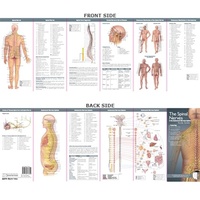 Anatomical Poster Chart- The Spinal Nerves & the Autonomic Nervous System Study Guide