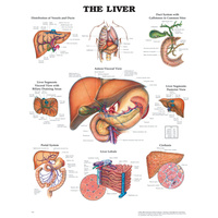 The Liver (Poster - Rigid Lamination)