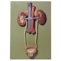 Urinary Organs