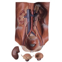 Urinary Organs