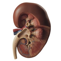Right Kidney