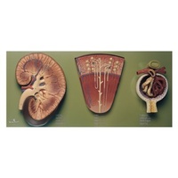 Kidney, Nephron and Glomerulus