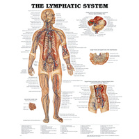 The Lymphatic System (Poster - Soft Lamination)