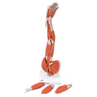 Anatomical Muscled Arm Model