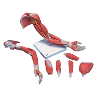 Anatomical Model - Deluxe Muscled Arm Model