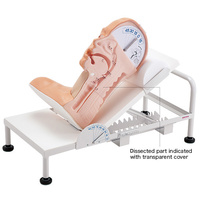 Sakamoto Swallowing Mechanism Model