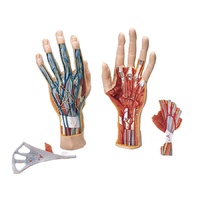 Anatomical Models about Hand Structure