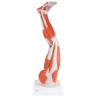 Anatomical Muscled Leg Model
