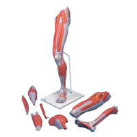Anatomical Models for Deluxe Muscled Leg