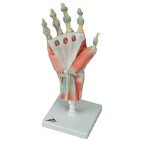 Anatomical Models for Hand Skeleton with Ligaments and Muscles
