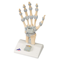 Anatomical Models about Hand Skeleton with Ligaments and Carpal Tunnel