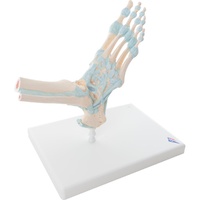 Anatomical Models for Foot Skeleton with Ligaments