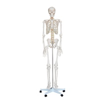 Anatomical Model Life-Size Skeleton 180cm Tall 