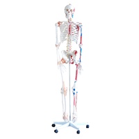Anatomical Model Skeleton with Muscles and Ligaments 180cm Tall