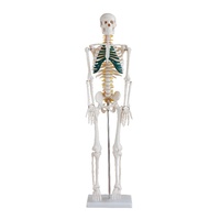 Anatomical Model 85cm Skeleton with Spinal Nerves