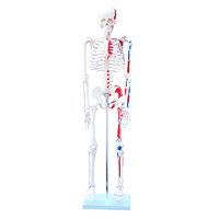 Anatomical Model 85cm Skeleton with Painted Muscles