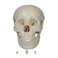 Anatomical Model Life-Size Skull
