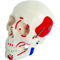 Anatomical Life-Size Skull With Painted Muscles
