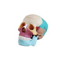 Anatomical Model Life-Size Skull with Colored Bones