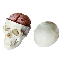 Skull Model with 8 Parts Brain