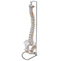 Anatomical Model Life-Size Vertebral Column with Pelvis