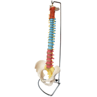 Anatomical Model of Didactic Flexible Vertebral Column W / Pelvis Model