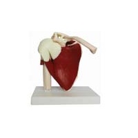 Anatomical Life-Sized Muscled Shoulder Model