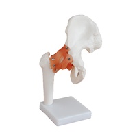 Anatomical Model Life-Size Hip Joint