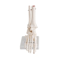 Anatomical Model Life-Size Foot Joint