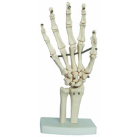Anatomical Model Life-Size Hand Joint