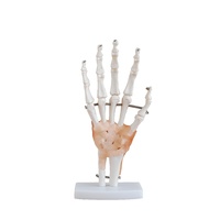 Anatomical Model Life-Size Hand Joint with Ligaments