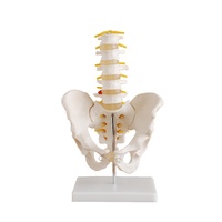 Anatomical Model Life-Size Pelvis with 5pcs Lumbar Vertebrae