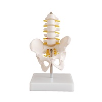 Half-Size Anatomical Pelvis Model along with 5pcs Lumbar Vertebrae