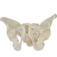 Anatomical Adult Male Pelvis Model
