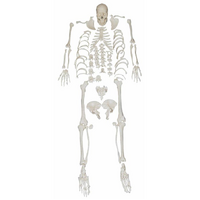 Anatomical Disarticulated Skeleton Model with Skull
