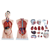 Anatomical Model 85CM Male Torso 19 Parts 