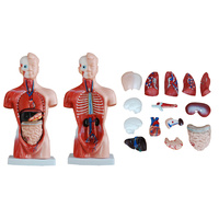Anatomical Model 26cm Torso of 15 Parts