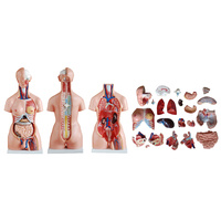 Anatomical 85CM Unisex Torso Model of 23 Parts